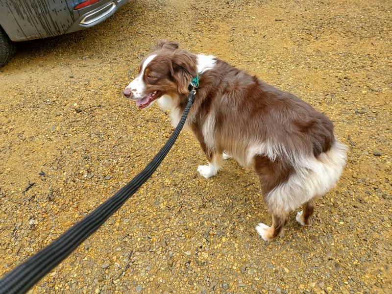 Dog Walk